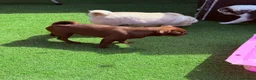 Pug dogs for sale: Solid chocolate pug female  - Advert 4