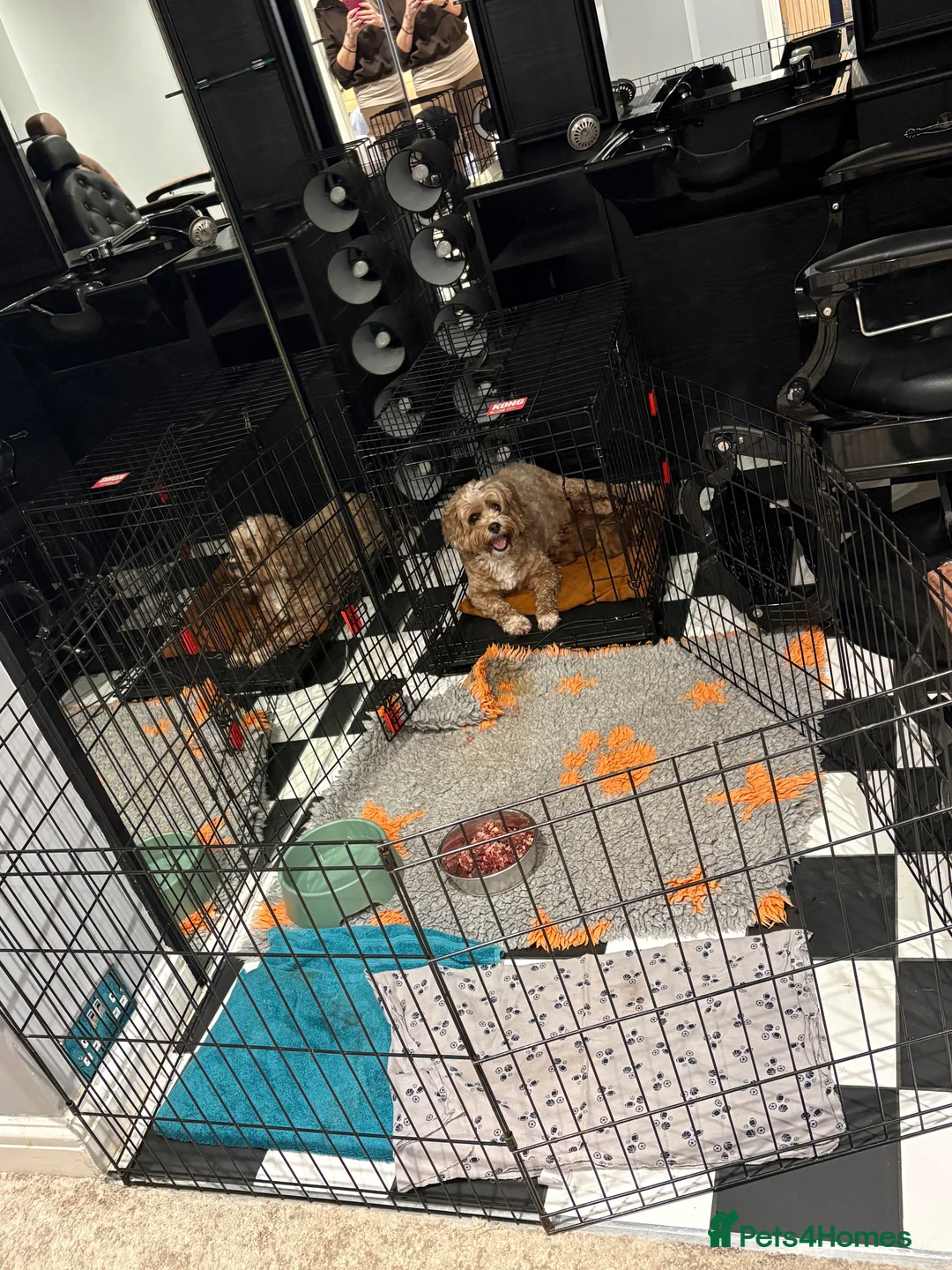 Cavapoo dogs for sale: F1b red Cavapoos puppies  - Advert 7
