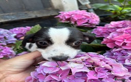 Jack Russell dogs for sale: 2 beautiful Jack Russell puppy girls left  - Image 7
