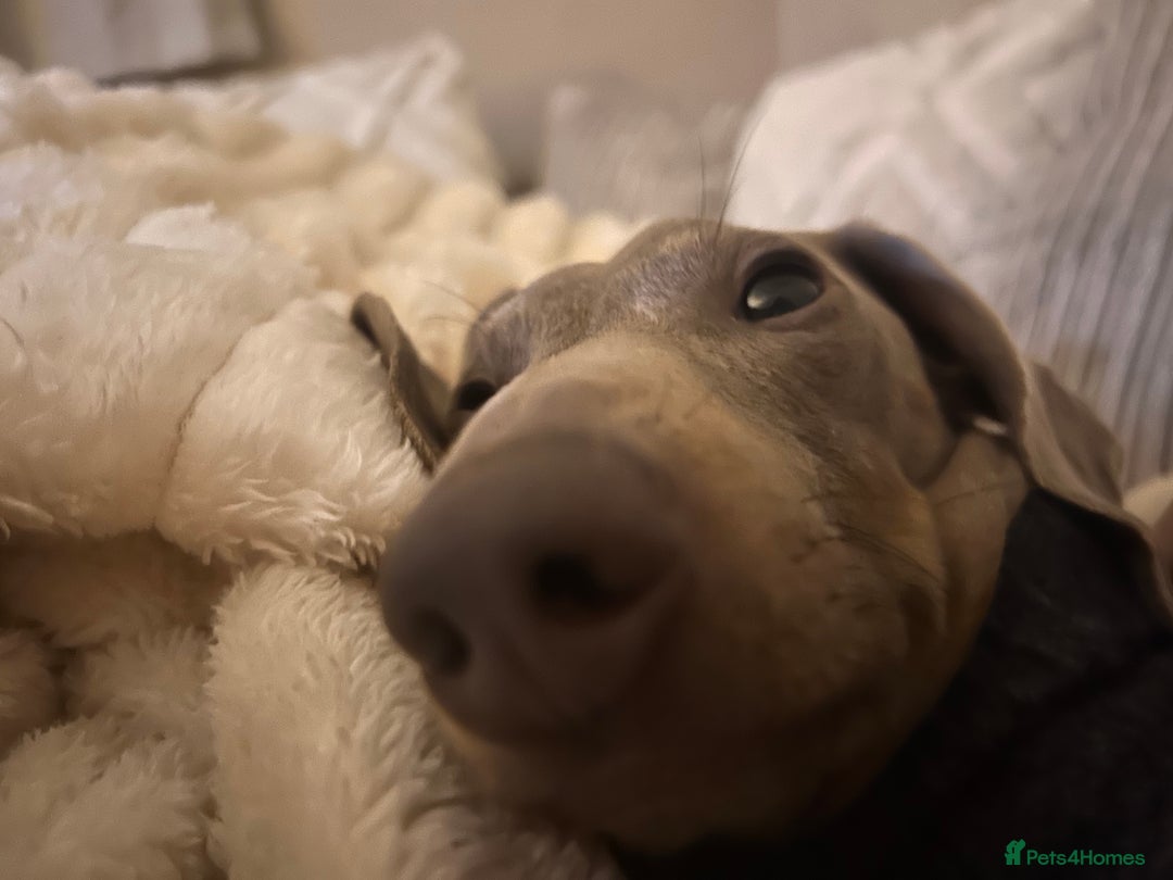 Dachshund dogs for sale: Isabella Tan Miniature Dachshund  - Advert 3