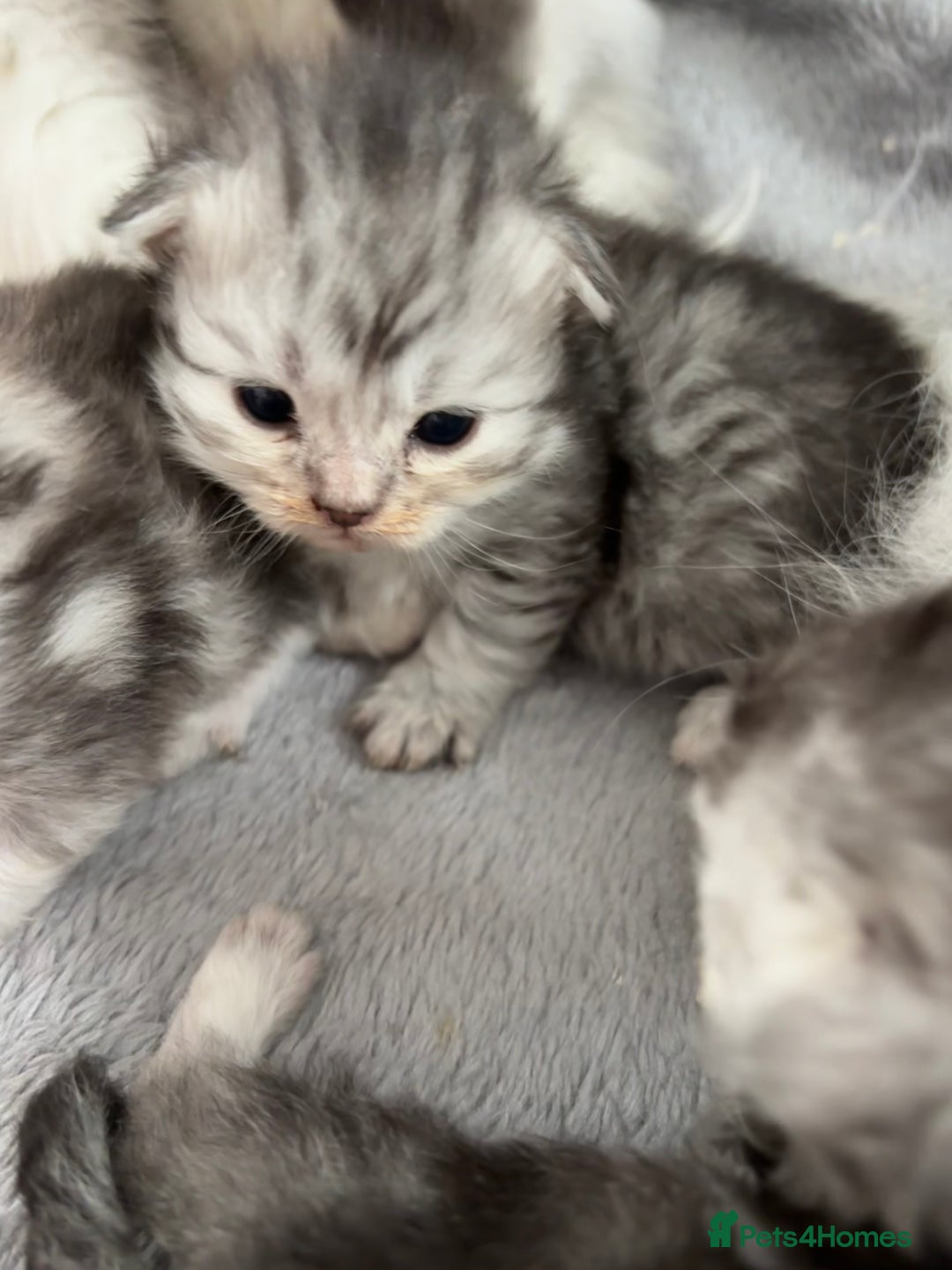 Persian cats for sale: Stunning Persian X maincoon kittens - Advert 8