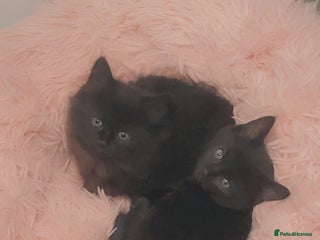 Mixed Breed cats - Advert 6