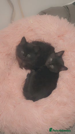 Mixed Breed cats - Advert 9