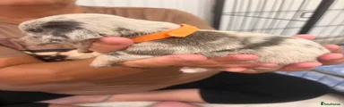 Orange boy