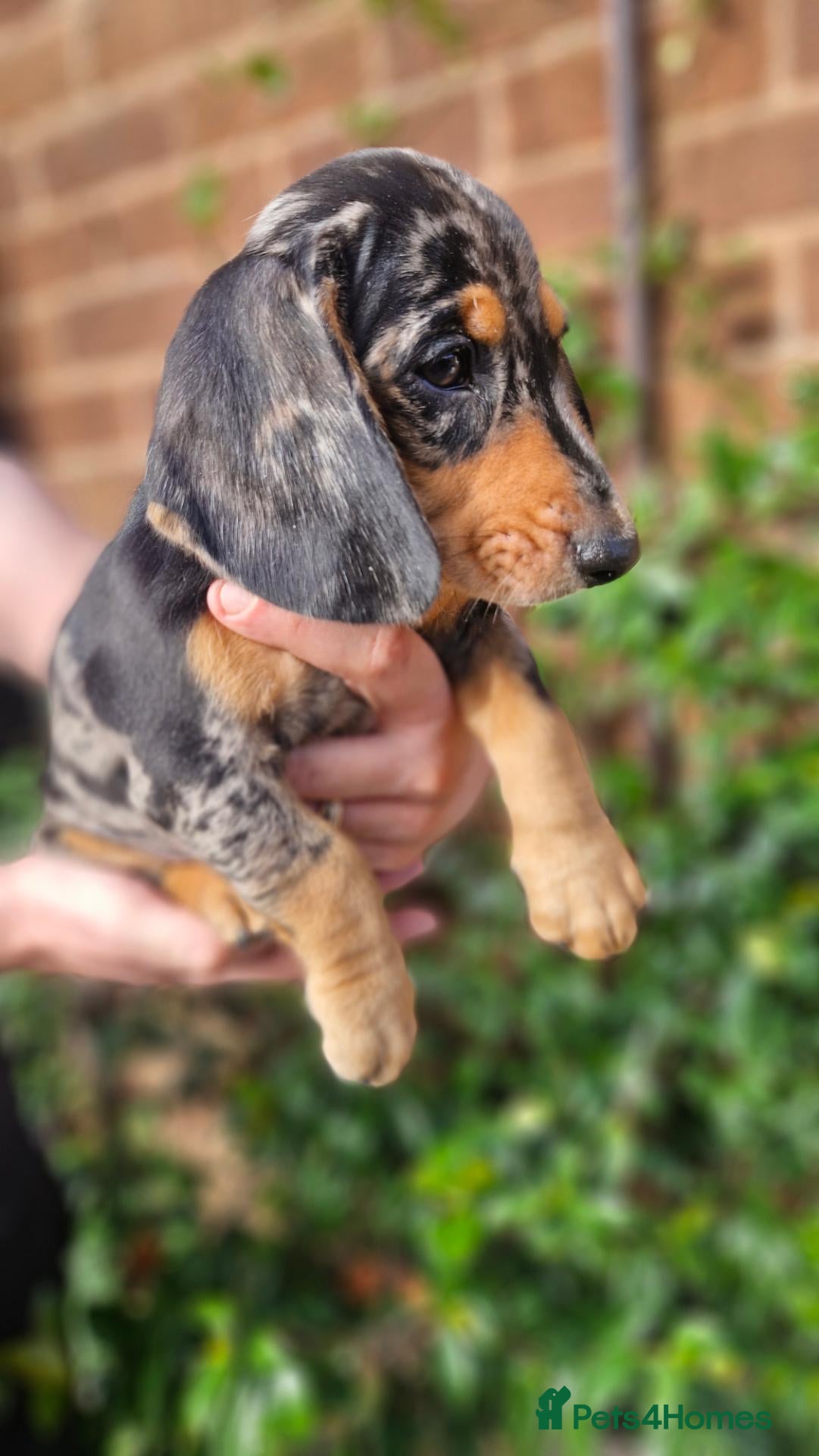 Dachshund dogs Beautiful dapple daschunds - Advert 4