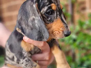 Dachshund dogs Beautiful dapple daschunds - Advert 4