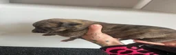 Greyhound dogs for sale: Grayhound x bullmastiff  - Advert 6