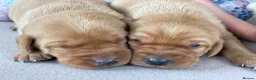 Labrador Retriever dogs for sale: KC Labrador puppies - Advert 4