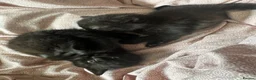 Mixed Breed cats for sale: Beautiful kittens  - Advert 2