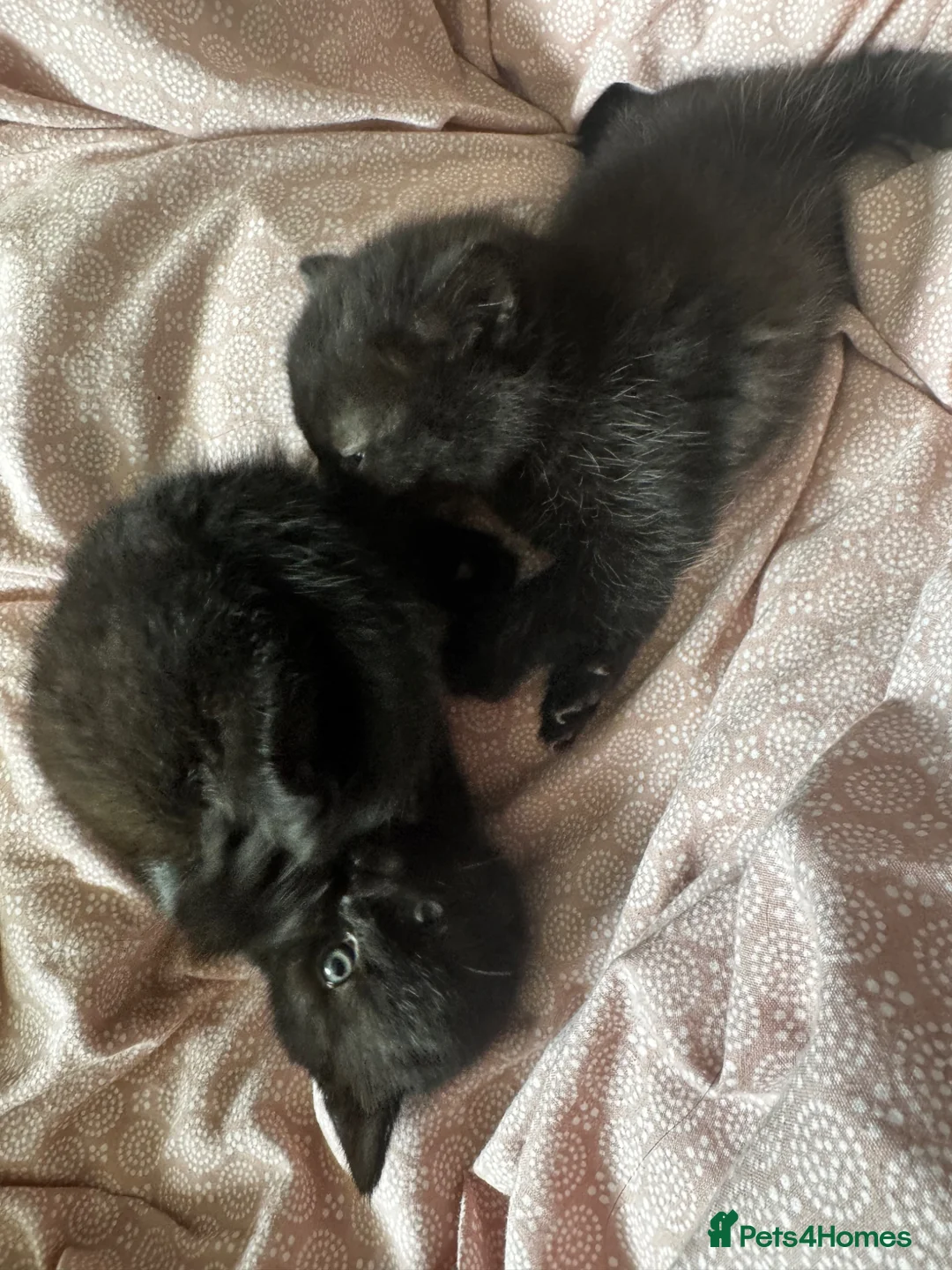 Mixed Breed cats for sale: Beautiful kittens  - Advert 2