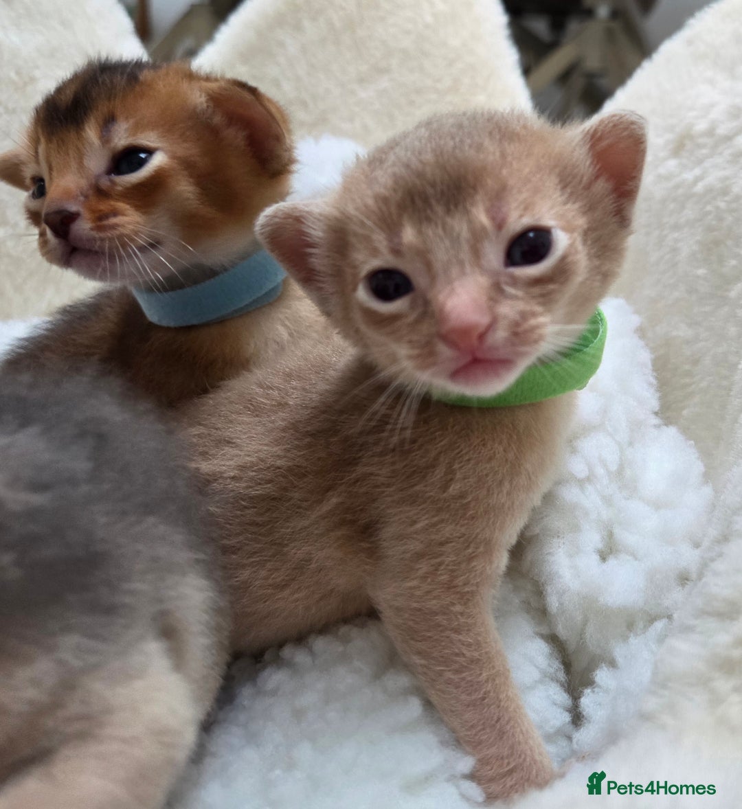 Abyssinian cats for sale: Gorgeous Tica  Abyssinian Kittens  - Advert 5