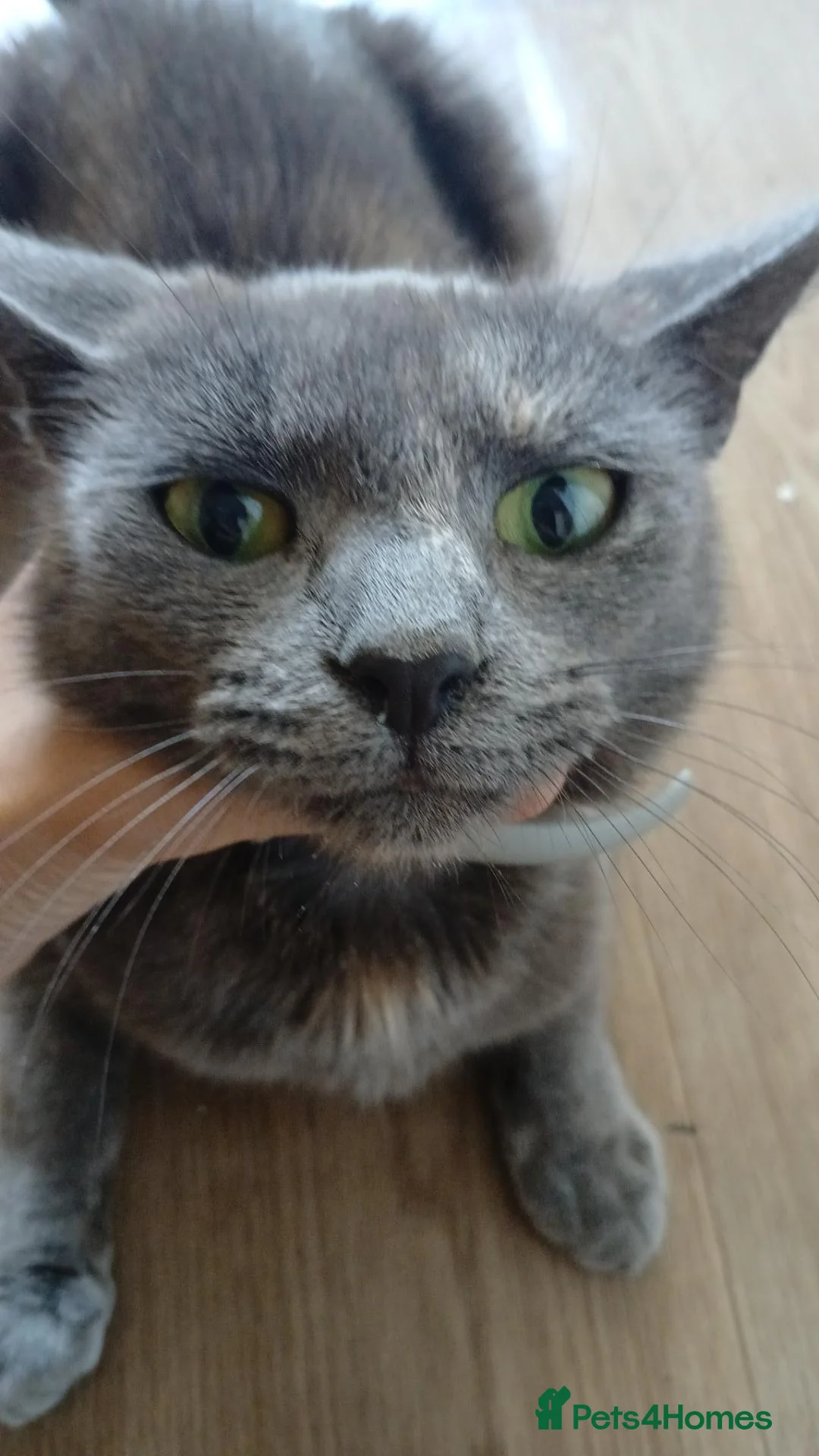 Mixed Breed cats for sale: £20 2 black and white kittens need to go together. - Advert 1