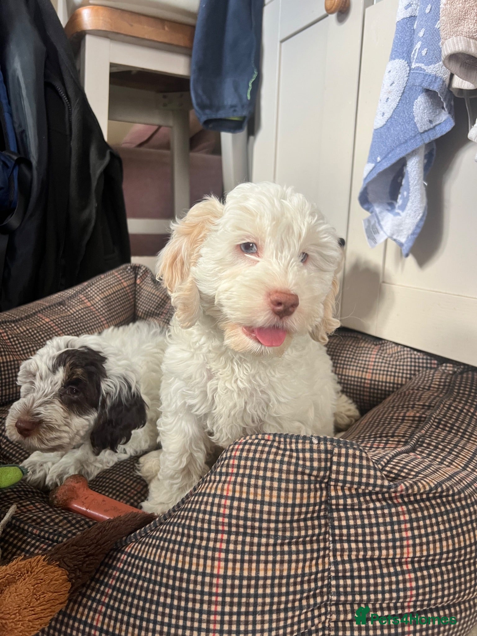 Cockapoo dogs F1 cockapoo puppies  - Advert 1