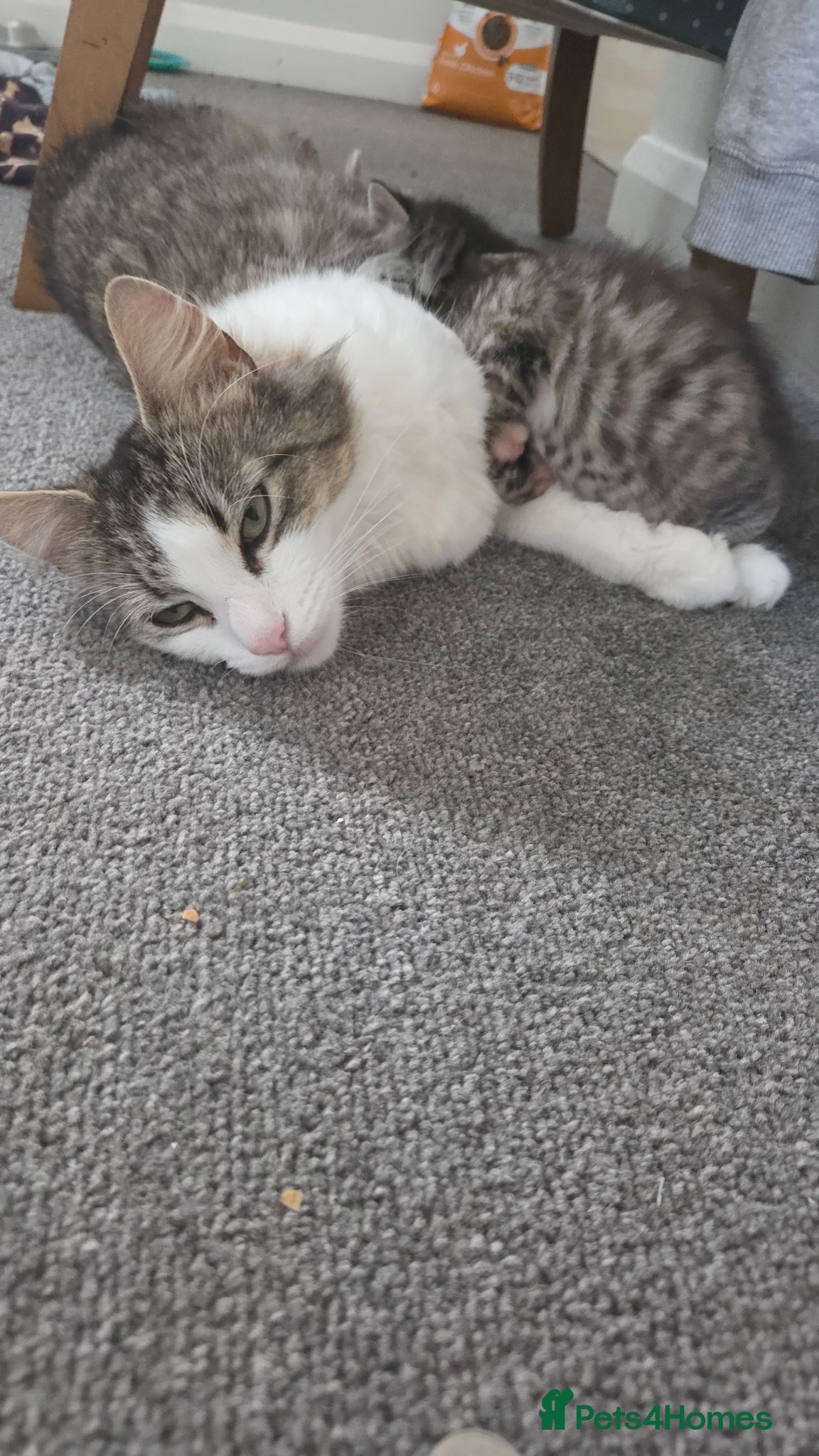 Mixed Breed cats Lovely male kitten - Advert 2