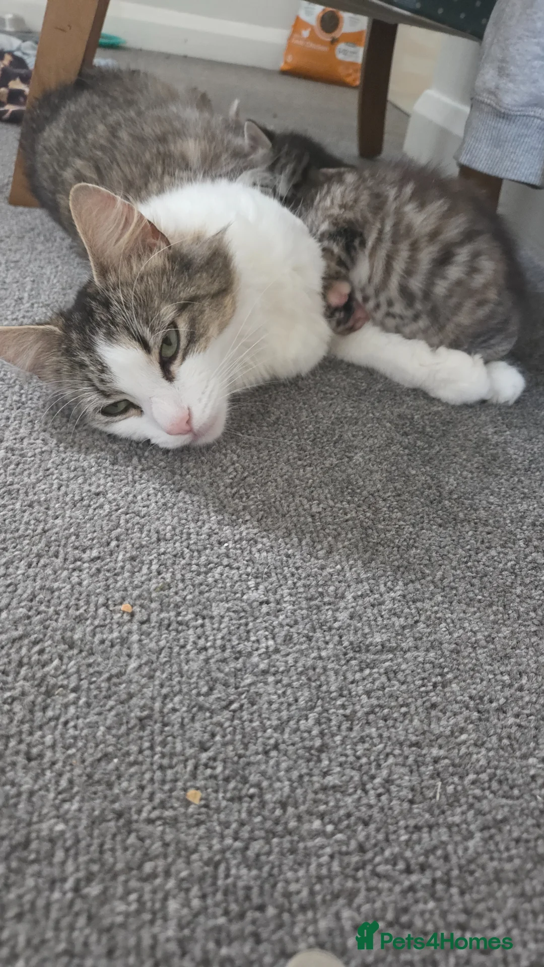 Mixed Breed cats for sale: Lovely male kitten - Advert 1