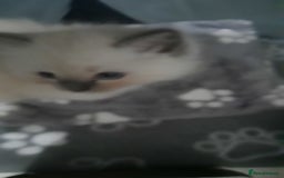 Ragdoll cats for sale:  loved Ragdoll kittens Full Breed - Image 12