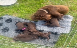 Sprocker dogs for sale: Male Chocolate Sprocker  - Image 14