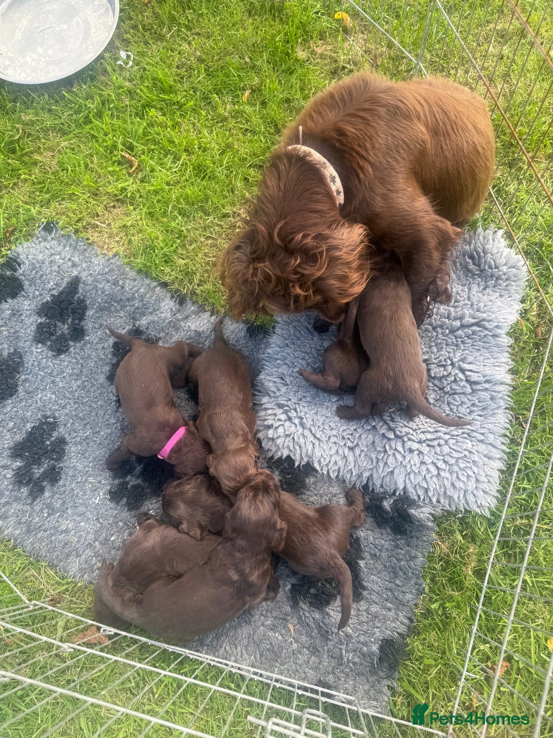 Sprocker dogs for sale: Male Chocolate Sprocker  - Image 14