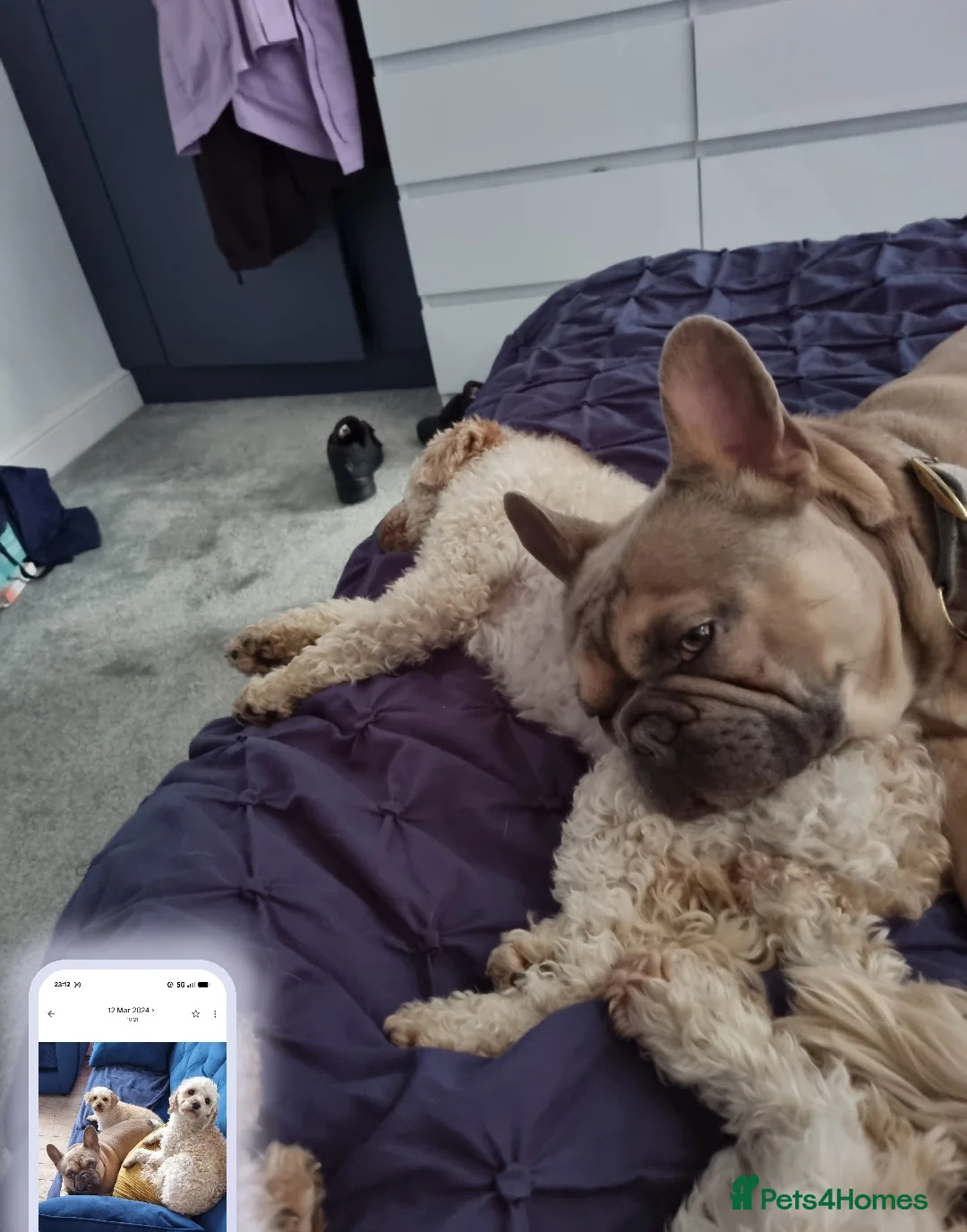 French Bulldog dogs for sale: Albi 4year old Frenchie - Advert 6