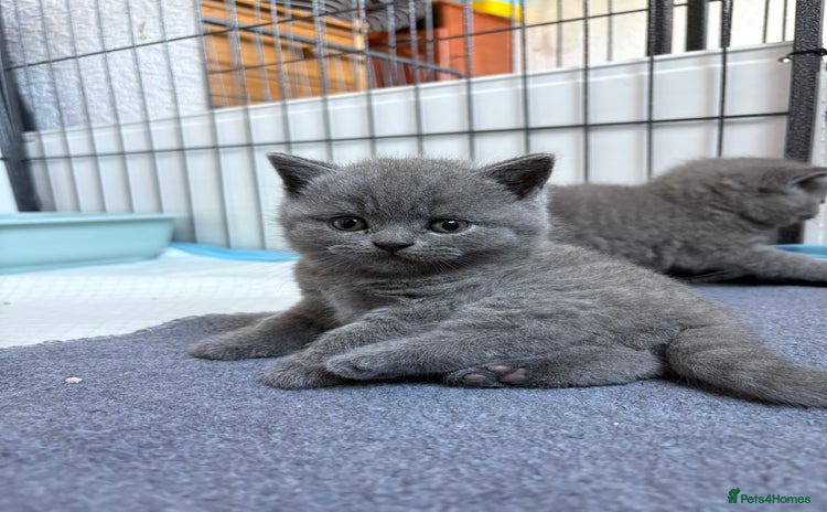 British Shorthair cats - Advert 2