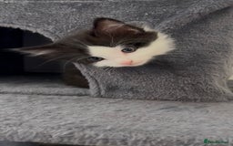 British Longhair cats for sale: 3 Gorgeous Fluffy Cuddly Babies! - Image 5