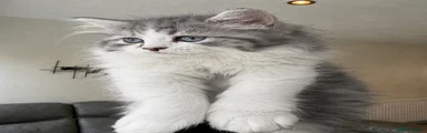 Kitty 6