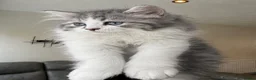 Mixed Breed cats for sale: Ragdoll x Persian Kittens (ONLY 4 left) in Dunstable - Advert 8