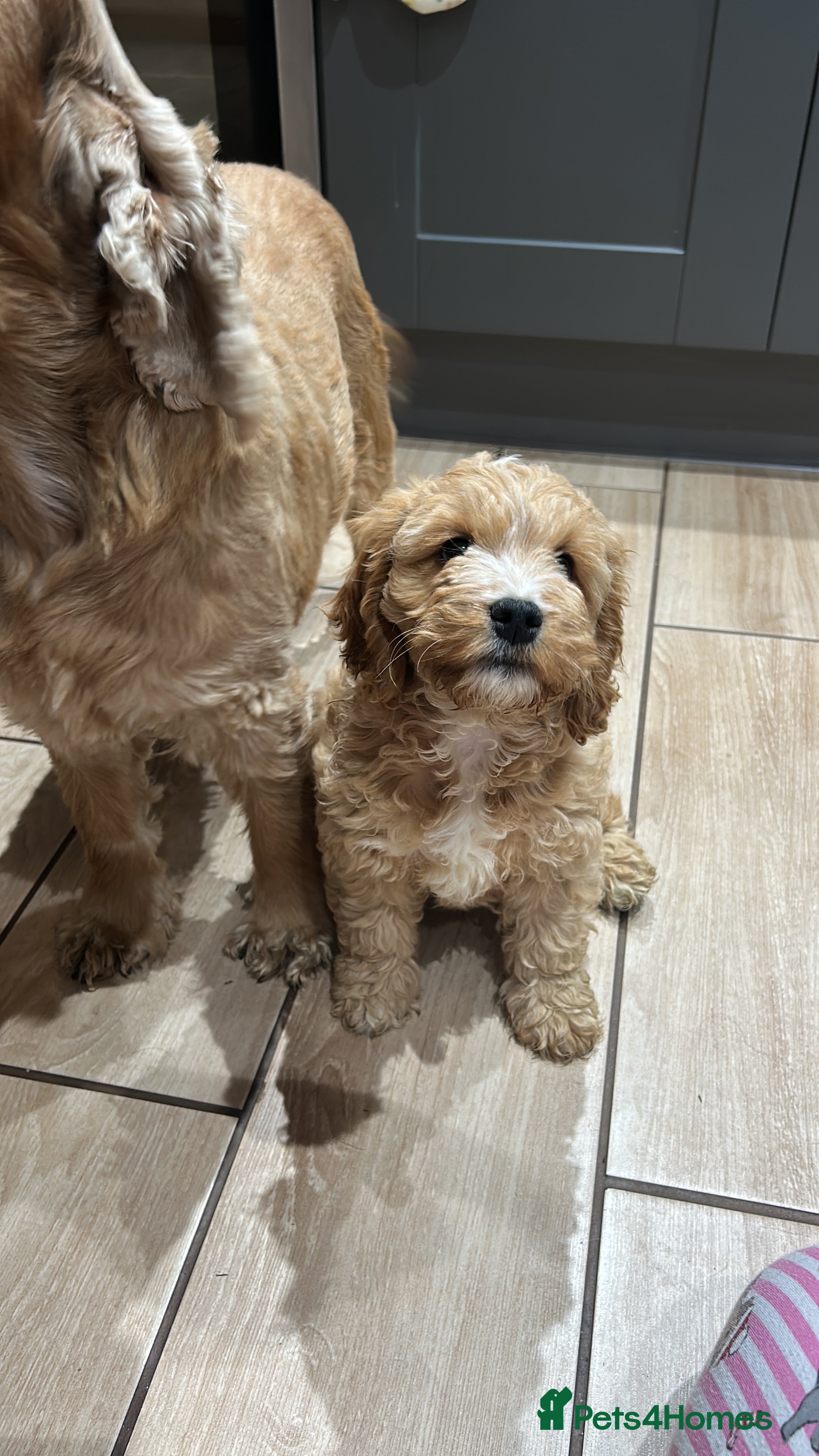 Cockapoo dogs FULLY VACCINATED Female Cockapoo - Advert 7