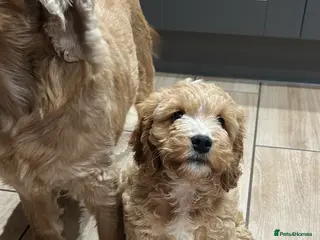 Cockapoo dogs FULLY VACCINATED Female Cockapoo - Advert 12