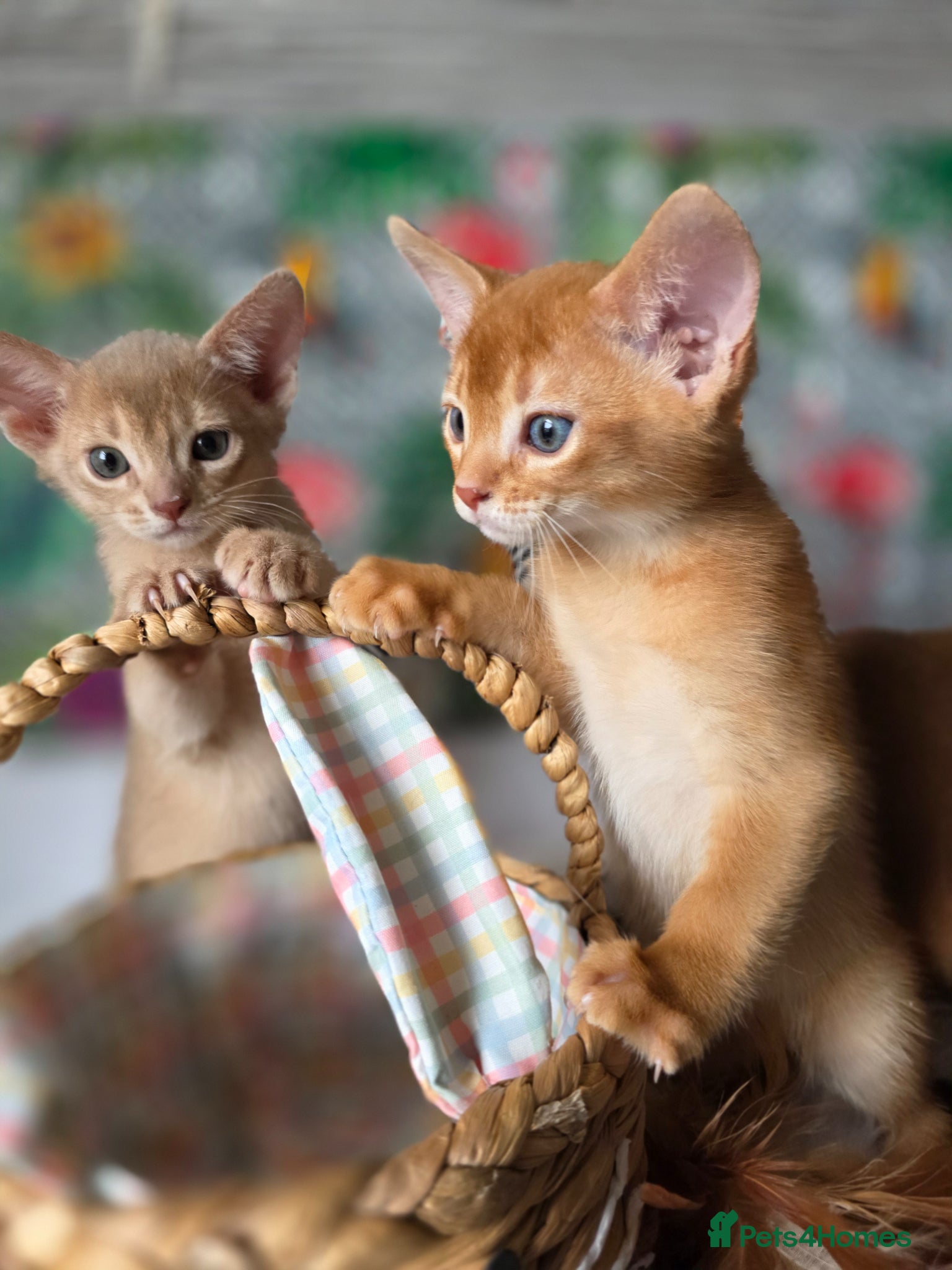 Abyssinian cats for sale: Beautiful Aby kitten  - Advert 3