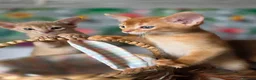Abyssinian cats for sale: Beautiful Aby kitten  - Advert 1