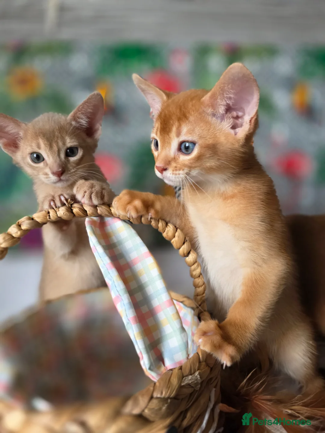 Abyssinian cats for sale: Beautiful Aby kitten  - Advert 1