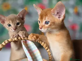 Abyssinian cats for sale: Beautiful Aby kitten - Advert 3