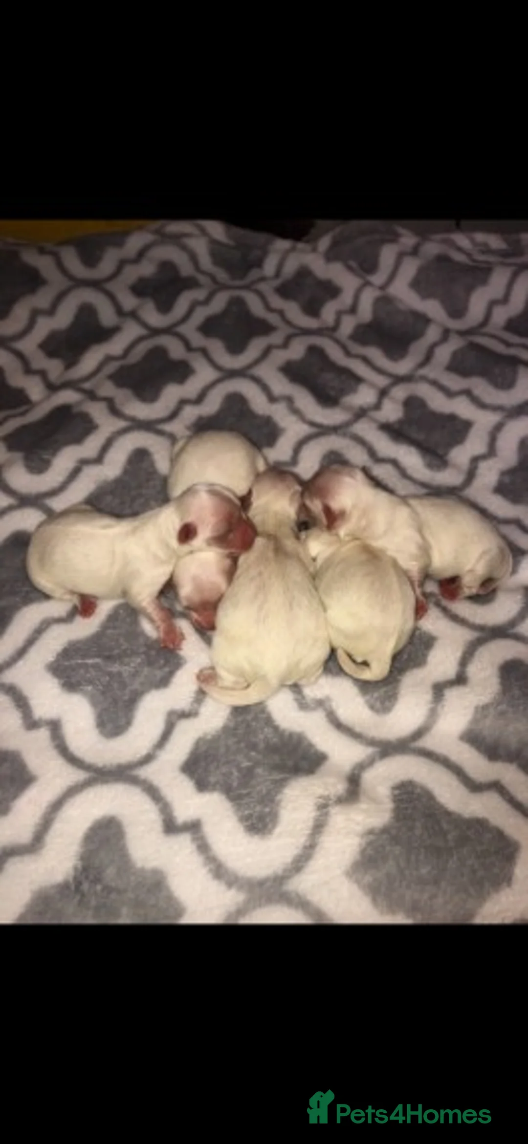 Maltese dogs for stud: PROVEN STUNNING SMALL KC MALTESE FOR STUD in Wigan - Advert 19