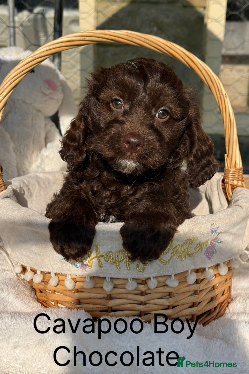 Cavapoo dogs Our First Ever F1 Choc  Cavapoo Boy - Advert 9