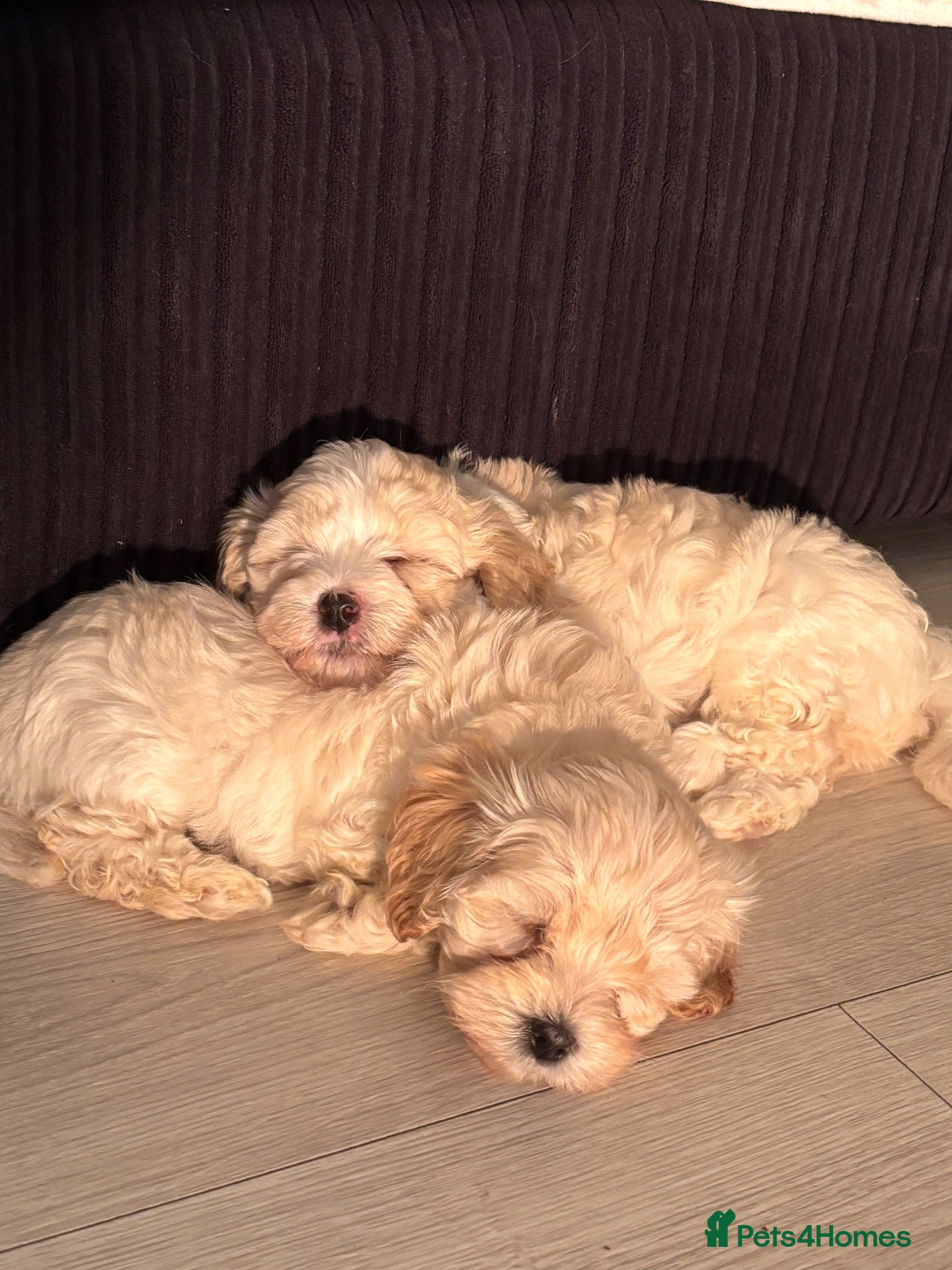 Maltipoo dogs Toy mailtipoos outstanding 1 boy 1 girl - Advert 2