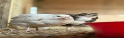 Quail poultry for sale: Coturnix Quail | Hatching Eggs, Day Olds & Older - Advert 8