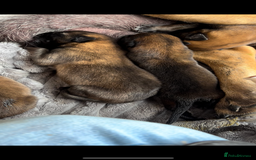 Belgian Shepherd Dog dogs for sale: One beautiful pup left! - Image 5