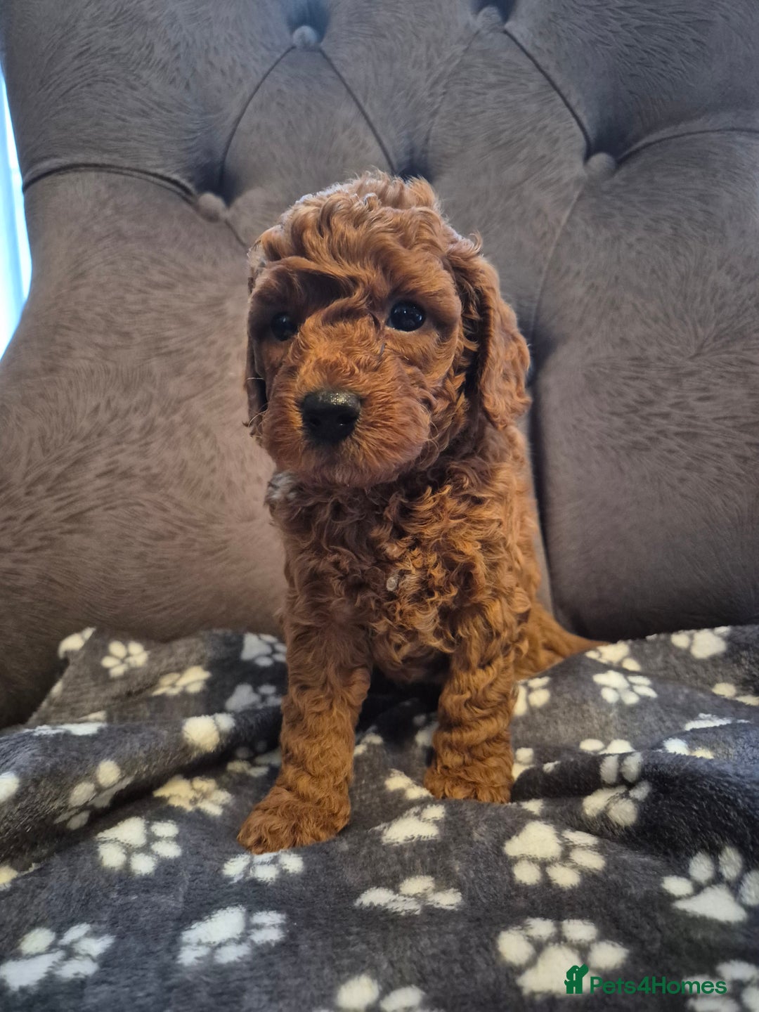 Cockapoo dogs for sale: Cockapoo puppies  - Image 3