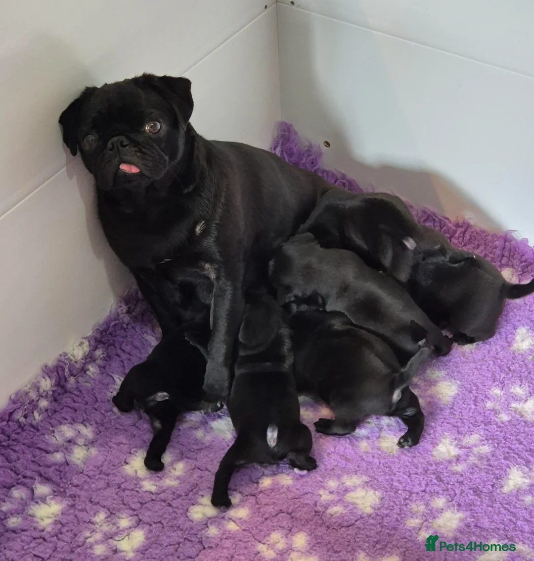 Pug dogs for sale: 6 Stunning Pug puppies, 5* Council License breeder - Advert 1