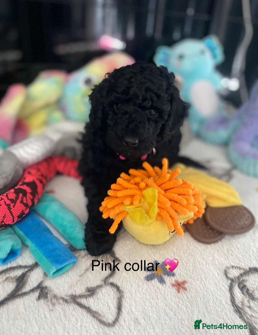 Miniature Poodle dogs KC Reg Miniature Poodles - Advert 1