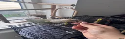 Conures birds for sale: Conure  in London - Advert 4