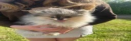 Pomeranian dogs for sale: Tiny calm boy - neutered  - Advert 15