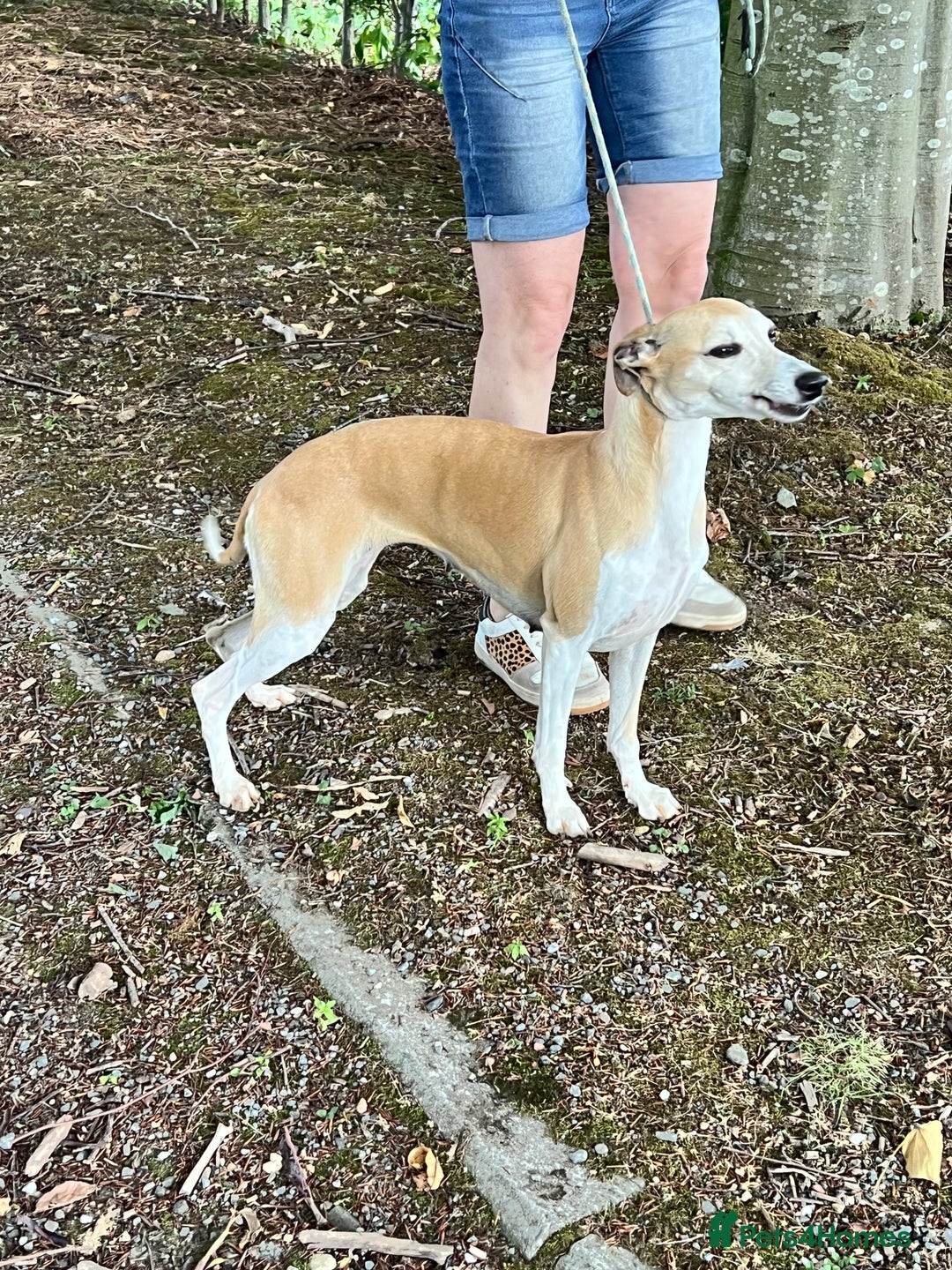 Whippet dogs for sale: Beautiful, gentle, friendly Whippet Girls  - Image 2