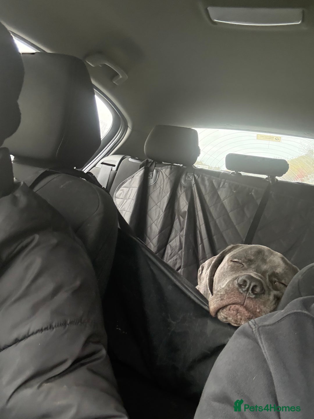 Mixed Breed dogs for sale: Cane Corso x Great Dane  - Advert 9