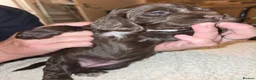 Cocker Spaniel dogs for sale: BEAUTIFUL COCKER SPANIEL PUPS - Advert 30