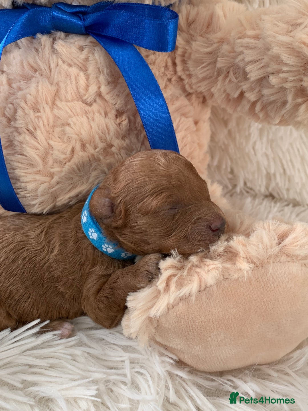Poochon dogs for sale: Beautiful Poochon Puppies 🐾 - Image 12