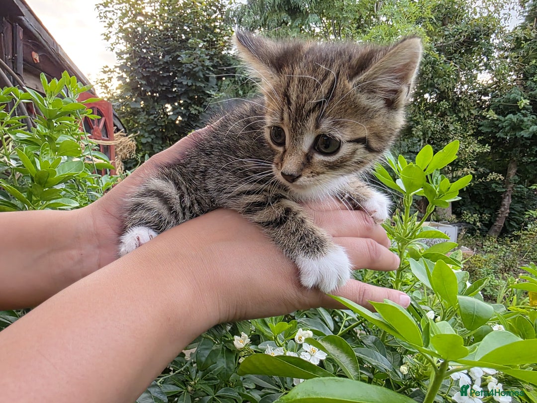 Bengal cats for sale: TWO Beautiful kittens of JOY remaining! - Image 5