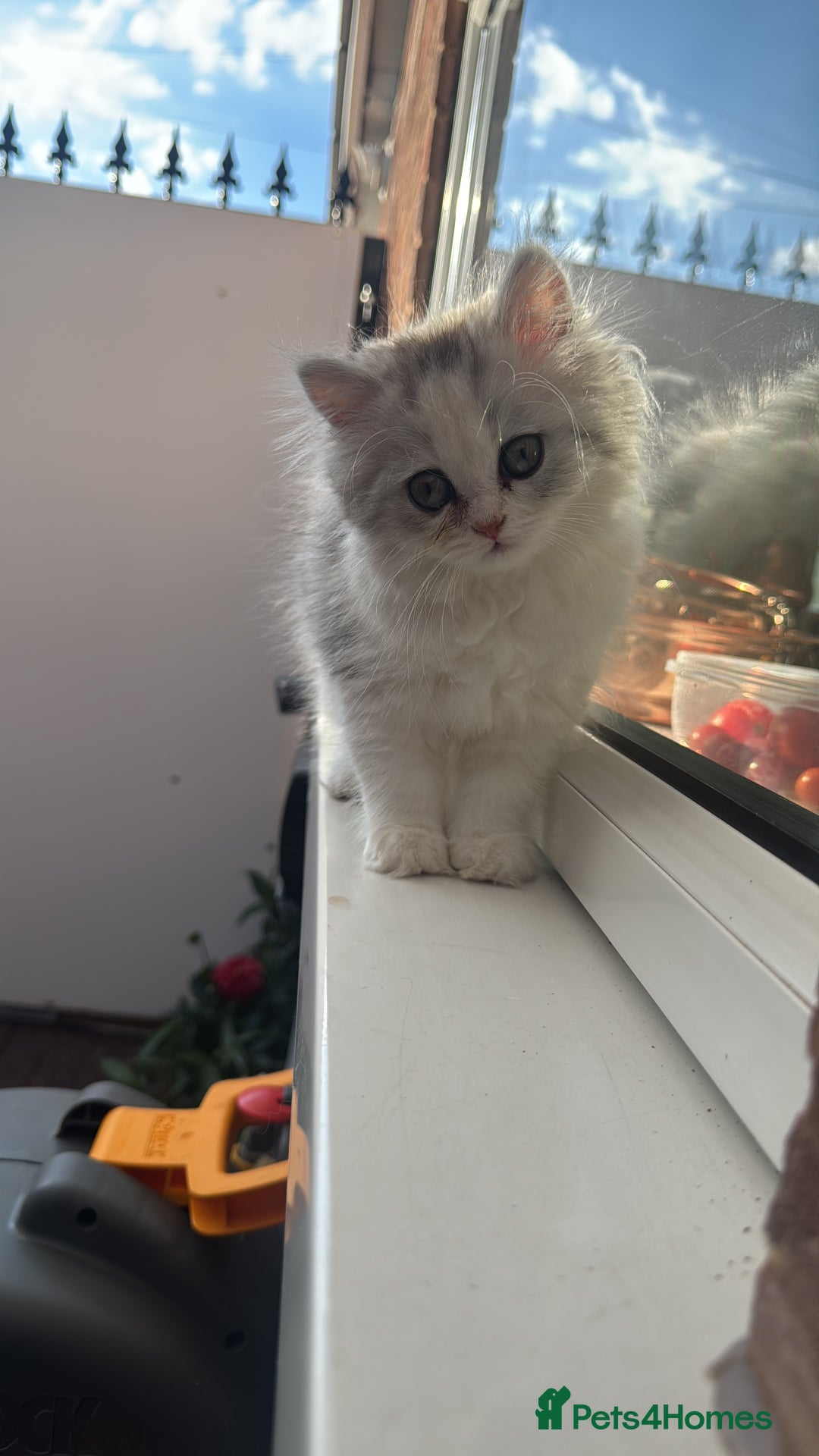 Persian cats for sale: Lovely Persian cats  - Image 26