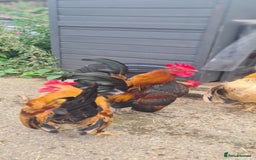Chickens poultry for sale: Serama Chicken  - Image 2